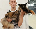 Кошки в Москве: Мейн-кун кошка Девочка, 40 000 руб. - фото 3