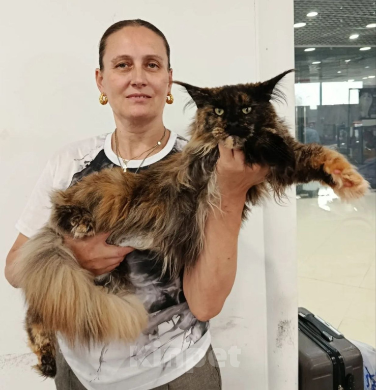 Кошки в Москве: Мейн-кун кошка Девочка, 40 000 руб. - фото 3