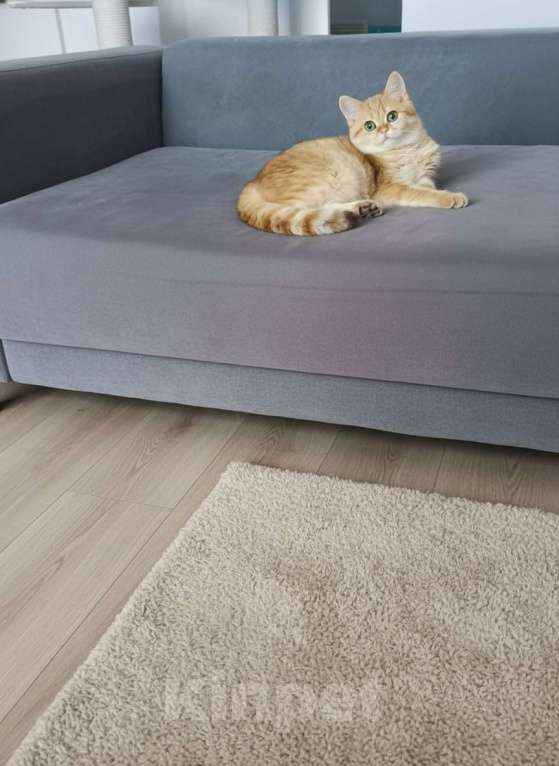 Кошки в Москве: Фисташка Девочка, 35 000 руб. - фото 3