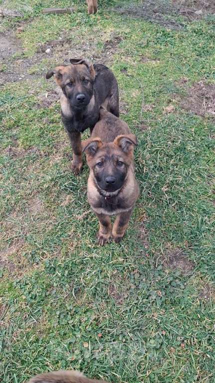 Собаки в других городах Крыма: Щенок немецкой овчарки Девочка, 40 000 руб. - фото 5