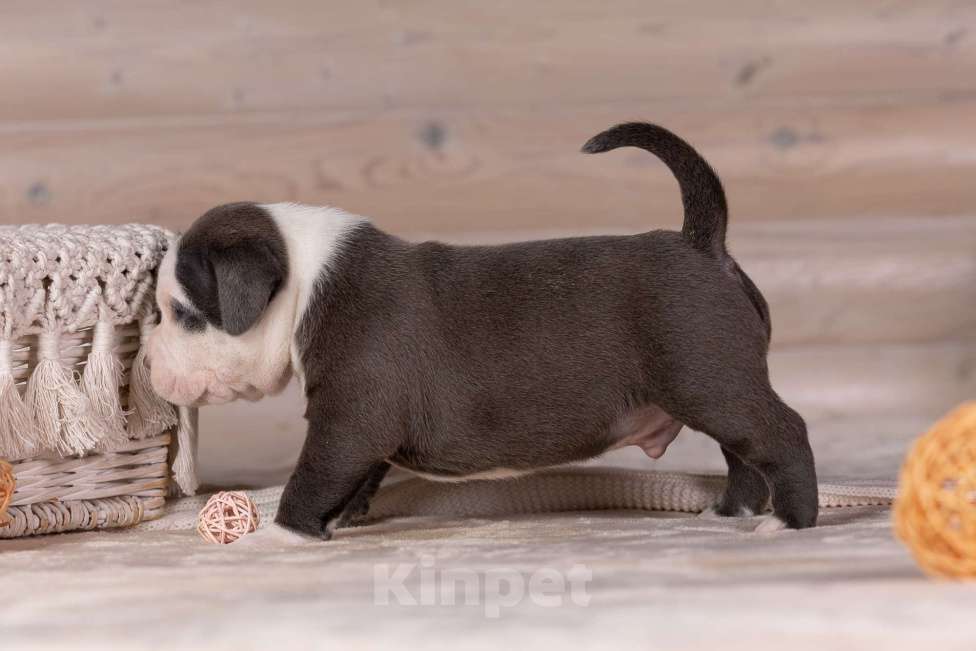 Собаки в Королеве: Американский булли Мальчик, 200 000 руб. - фото 8