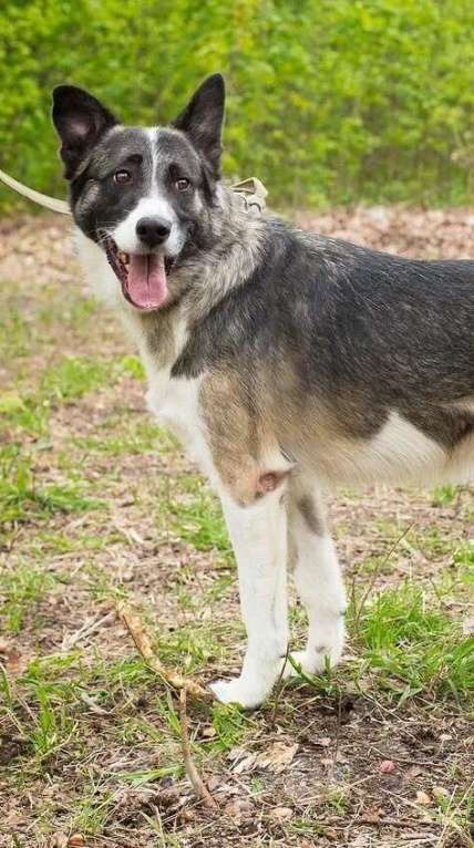 Собаки в Москве: 5 лет дома и сдали в приют Мальчик, Бесплатно - фото 3