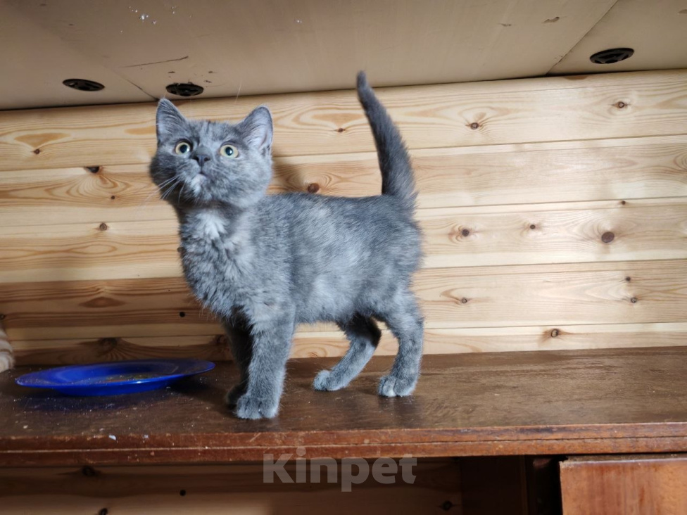 Кошки в Москве: Котенок Бусинка ищет дом Девочка, Бесплатно - фото 1