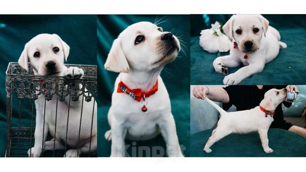 Собаки в Владимире: Лабрадор-ретривер, щенок Девочка, Бесплатно - фото 1