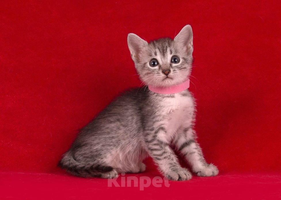 Кошки в Санкт-Петербурге: Котята редкой породы Египетская мау  Девочка, Бесплатно - фото 1