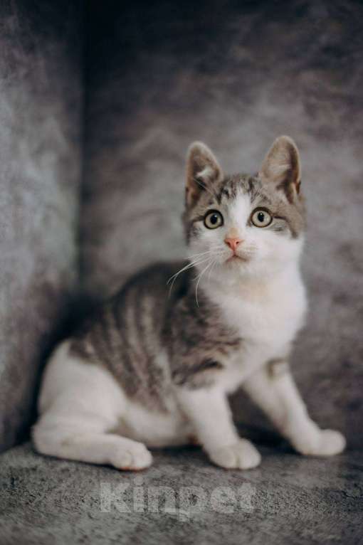 Кошки в Москве: Степан ищет дом!  Мальчик, Бесплатно - фото 7