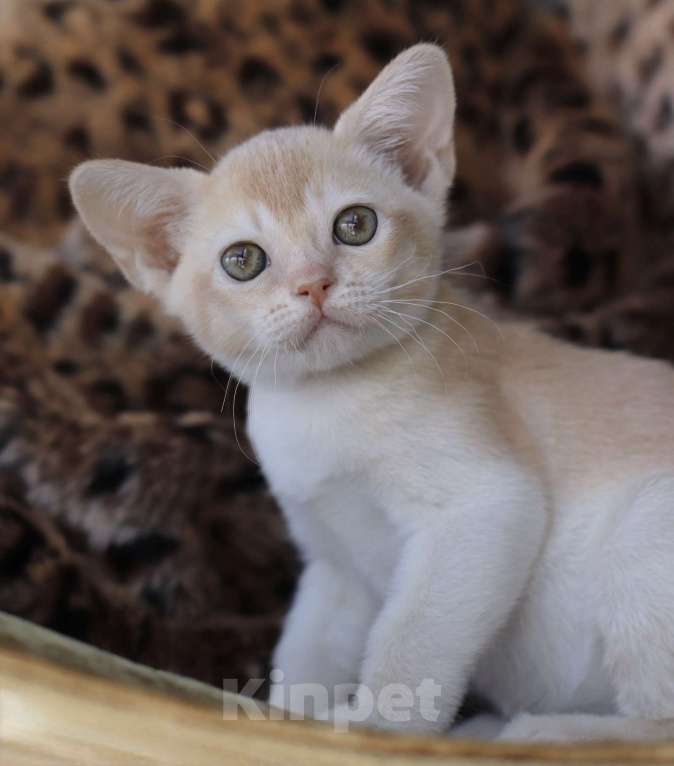 Кошки в Нижнем Новгороде: Бурманский котенок Мальчик, Бесплатно - фото 6