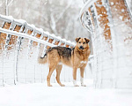 Собаки в Москве: Ищет дом Тим - верный друг и надежный товарищ. Мальчик, Бесплатно - фото 8