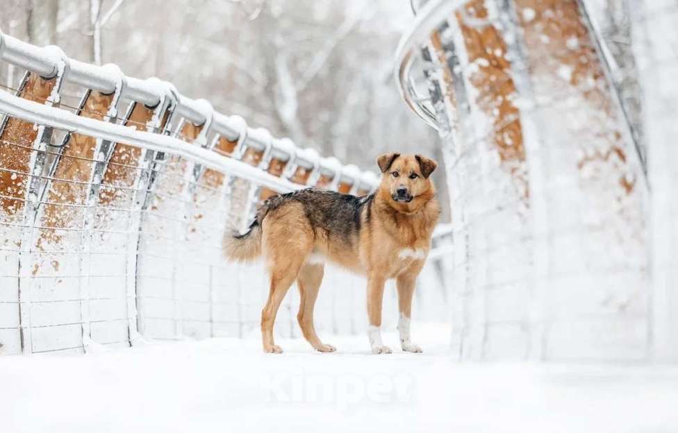 Собаки в Москве: Ищет дом Тим - верный друг и надежный товарищ. Мальчик, Бесплатно - фото 8