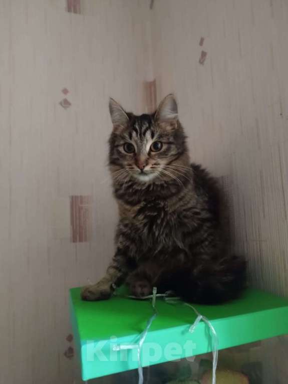 Кошки в Москве: Кошечка Крошка в добрые руки Девочка, Бесплатно - фото 1