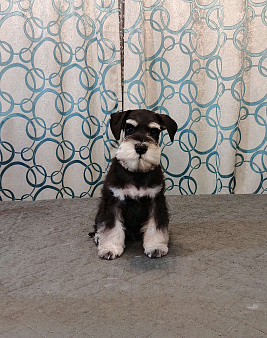 Цвергшнауцер щенки