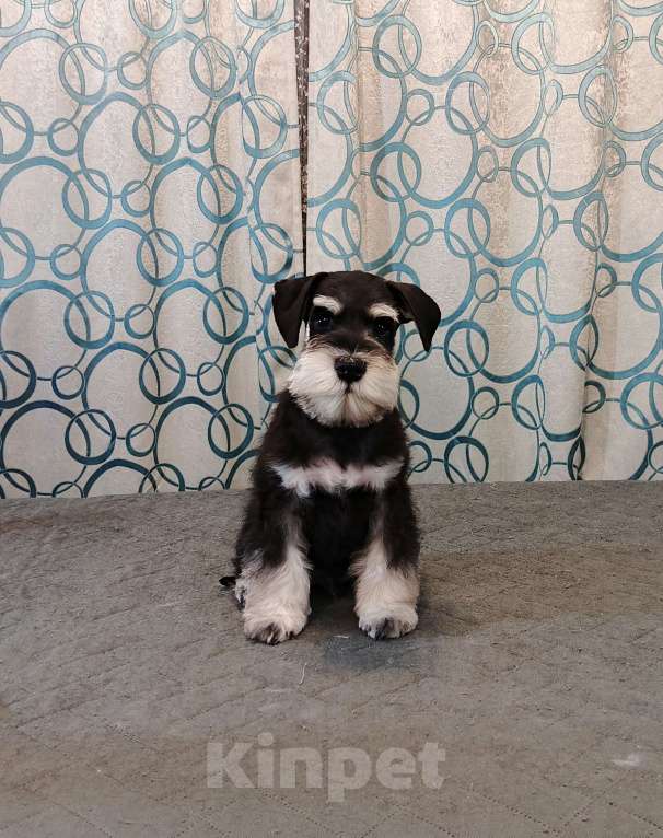 Собаки в Красноярске: Цвергшнауцер щенки Мальчик, 60 000 руб. - фото 1