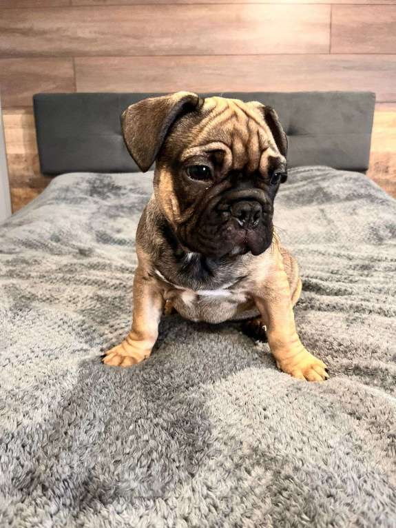 Собаки в Москве: Ищу родителей! Мальчик, 35 000 руб. - фото 2