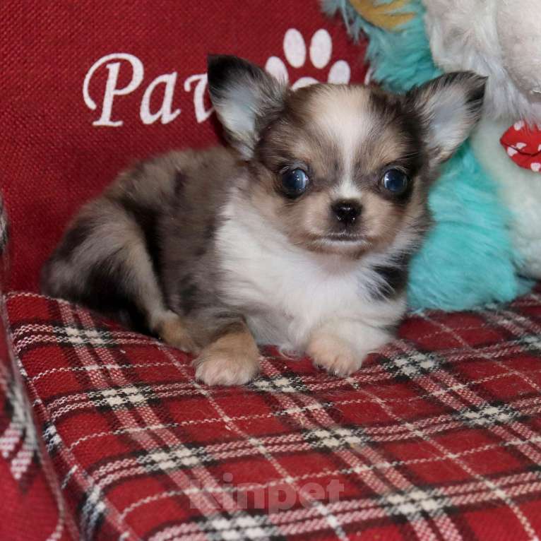 Собаки в Москве: Мраморный Чиxуaxуa. Можно с доставкoй Мальчик, 75 000 руб. - фото 5