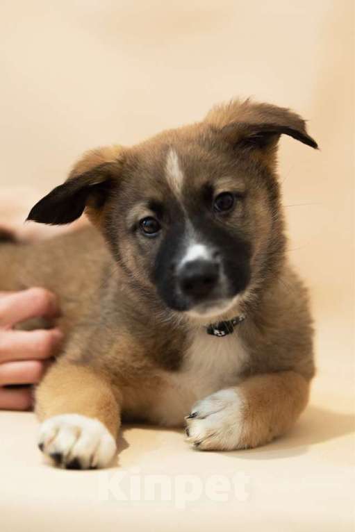 Собаки в Москве: Щенки всех окрасов в добрые руки Мальчик, 1 руб. - фото 10