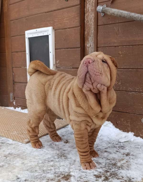 Собаки в других городах Калужской области: Щенок шарпея Девочка, 35 000 руб. - фото 5