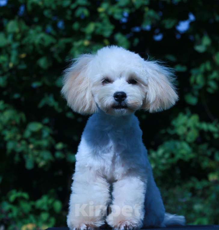 Собаки в Москве: мальтипу Ф1 щенки мини Мальчик, 60 000 руб. - фото 9