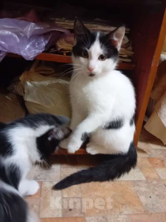 Кошки в Самаре: Чудесный наидобрейший котейка Мальчик, Бесплатно - фото 5