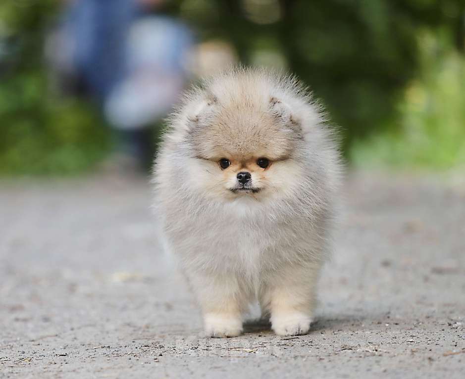 Собаки в Москве: Мальчик померанского шпица медвежьего типа Мальчик, 130 000 руб. - фото 8