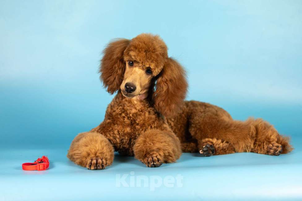 Собаки в Нижнем Новгороде: Щенок среднего пуделя, окрас рыжий, сука в любимцы Девочка, Бесплатно - фото 2