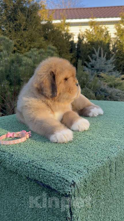 Собаки в Москве: Девочка Барби Девочка, 200 000 руб. - фото 3