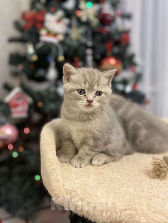 Кошки в Белгороде: Котята шотландцы  Мальчик, 10 000 руб. - фото 7