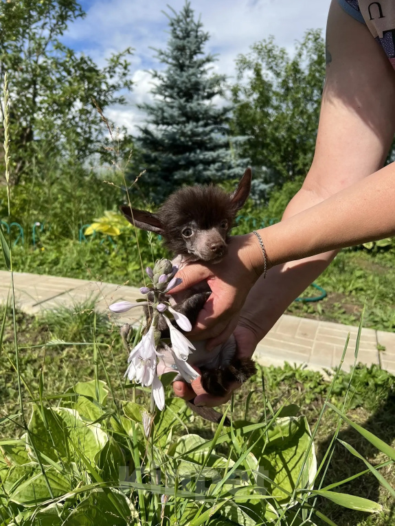 Собаки в Москве: Щенки китайской хохлатой мини Девочка, Бесплатно - фото 5