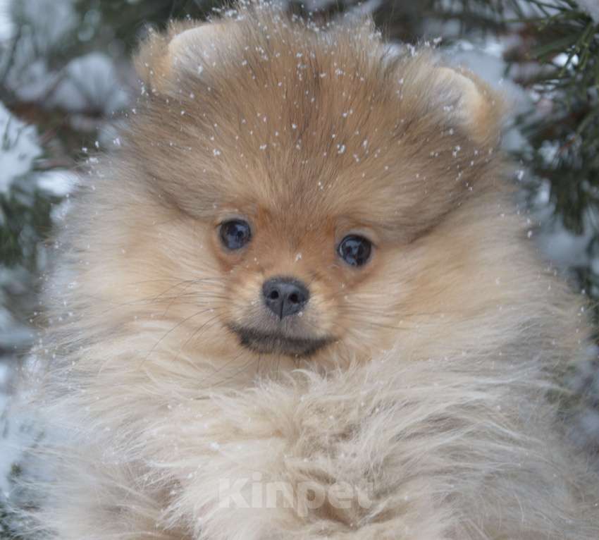 Собаки в Новосибирске: Щенок. Померанский шпиц Мальчик, 60 000 руб. - фото 1