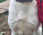 Собаки в Братске: Ищем кобеля Алабая, 30 000 руб. - фото 1