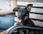 Собаки в Москве: Щенок овчарки Ница в добрые руки Девочка, 1 руб. - фото 4
