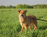 Собаки в Сергиеве Посаде: Солнечный Бучик ищет дом! Мальчик, Бесплатно - фото 3