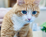 Кошки в Москве: Брутальному рыжему котику Леве нужен дом. Мальчик, Бесплатно - фото 3