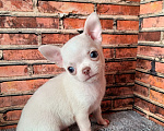Собаки в Москве: Белоснежный мальчик Мальчик, 50 000 руб. - фото 2