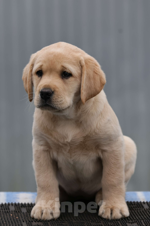 Собаки в Калуге: Палевая девочка лабрадора высокого качества из питомника РКФ/FCI Девочка, Бесплатно - фото 1