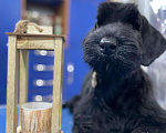 Собаки в Астрахани: Щенок ризеншнауцера Мальчик, 55 000 руб. - фото 1