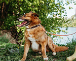 Собаки в Москве: Ходячий смайлик - Рыжуня - хочет на диванчик Мальчик, Бесплатно - фото 5