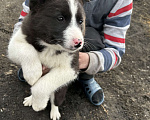 Собаки в Фурманове: Продам щенков Русско-европейской лайки! Мальчик, 1 руб. - фото 5