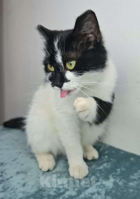 Кошки в Москве: Кошка с необычными ушками в добрые руки Девочка, Бесплатно - фото 6