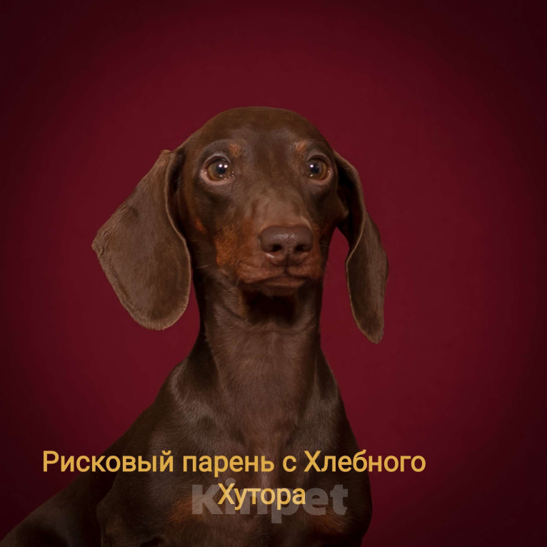 Собаки в Москве: Кобель кроличий коричнево-подпалый Мальчик, 25 000 руб. - фото 10