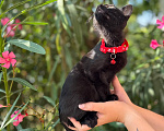 Кошки в Сочи: Котята в добрые руки Разнополые, Бесплатно - фото 4