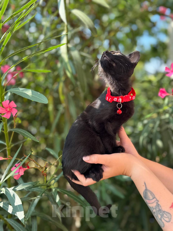 Кошки в Сочи: Котята в добрые руки Разнополые, Бесплатно - фото 4