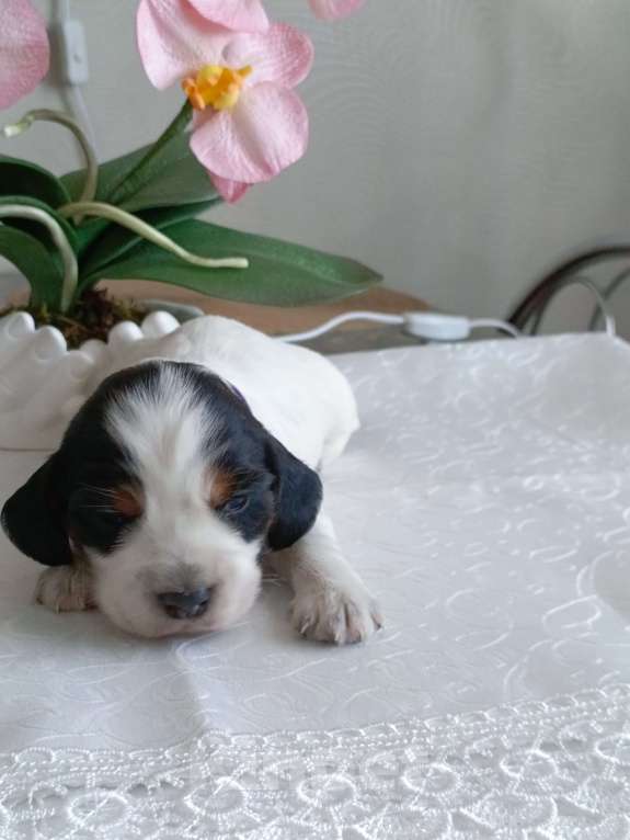 Собаки в Москве: Русский охотничий спаниель мальчик Мальчик, 50 000 руб. - фото 6