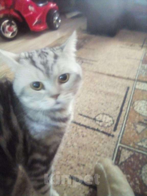 Кошки в Йошкаре-Оле: Шотланский кот на вязку, 1 000 руб. - фото 1