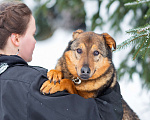 Собаки в других городах Московской области: Милая Алекса в поисках дома Девочка, Бесплатно - фото 2