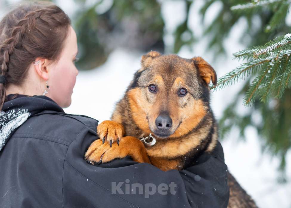 Собаки в других городах Московской области: Милая Алекса в поисках дома Девочка, Бесплатно - фото 2