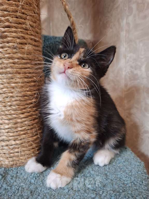 Кошки в Москве: Котёнок трехцветный в добрые руки  Девочка, Бесплатно - фото 3