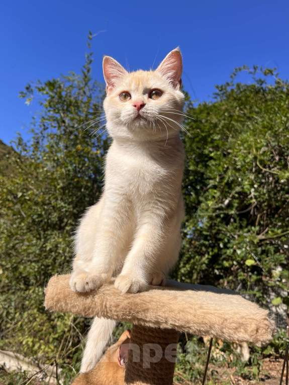Кошки в Геленджике:  золотой котенок Мальчик, 9 000 руб. - фото 6