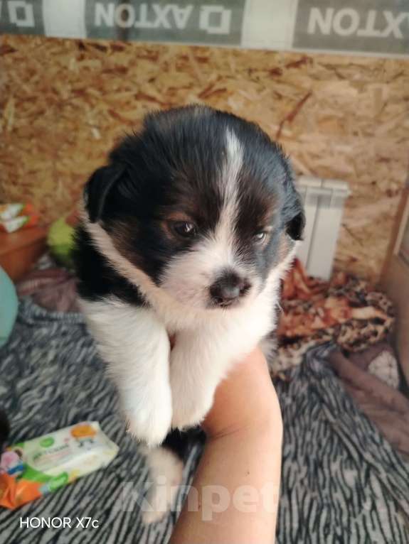 Собаки в Казани: Мини чау-чау Девочка, 6 000 руб. - фото 4