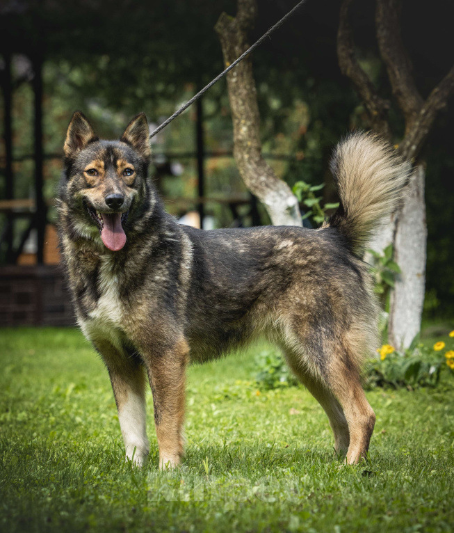 Собаки в других городах Московской области: Пес Волчок ищет дом Мальчик, Бесплатно - фото 5