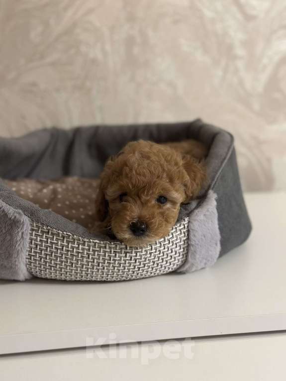 Собаки в Энгельс: Девочка карликового пуделя Девочка, 45 000 руб. - фото 1